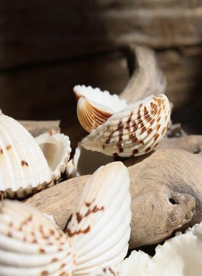 JUNERUSH Brown Dotted Lines White Artificial Sea Shells for Crafts, Jewellary Making, Resin Art, Seashell Decor (30Pc) - Image 3